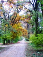 Droga wzdłuż lasu trębaczewskiego