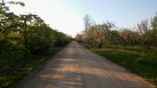 Dróżka, drożyna